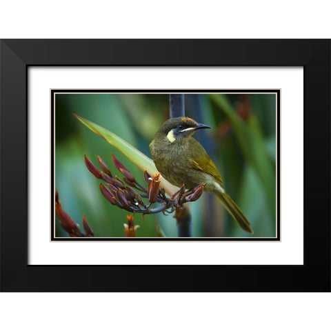 Bird 36 Black Modern Wood Framed Art Print with Double Matting by Lee, Rachel