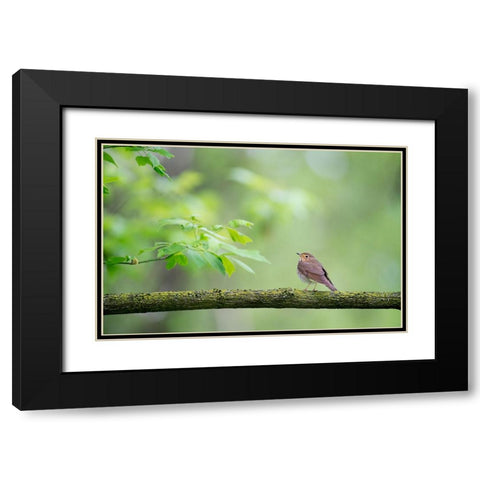 Bird 37 Black Modern Wood Framed Art Print with Double Matting by Lee, Rachel