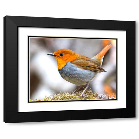 Bird 4 Black Modern Wood Framed Art Print with Double Matting by Lee, Rachel
