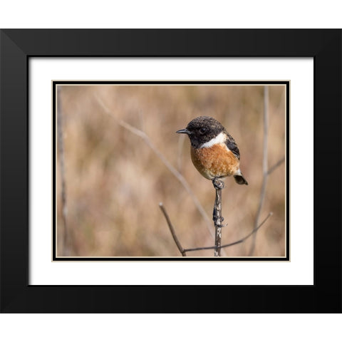 Bird 41 Black Modern Wood Framed Art Print with Double Matting by Lee, Rachel