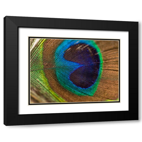 Bird 43 Black Modern Wood Framed Art Print with Double Matting by Lee, Rachel