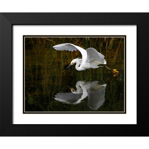 Bird 46 Black Modern Wood Framed Art Print with Double Matting by Lee, Rachel