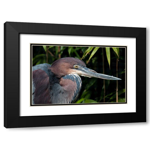 Bird 47 Black Modern Wood Framed Art Print with Double Matting by Lee, Rachel