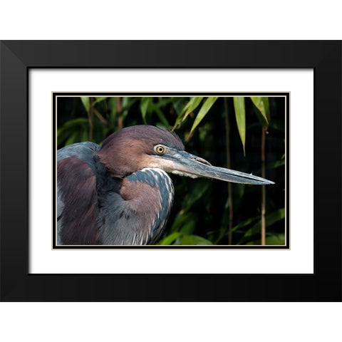 Bird 47 Black Modern Wood Framed Art Print with Double Matting by Lee, Rachel