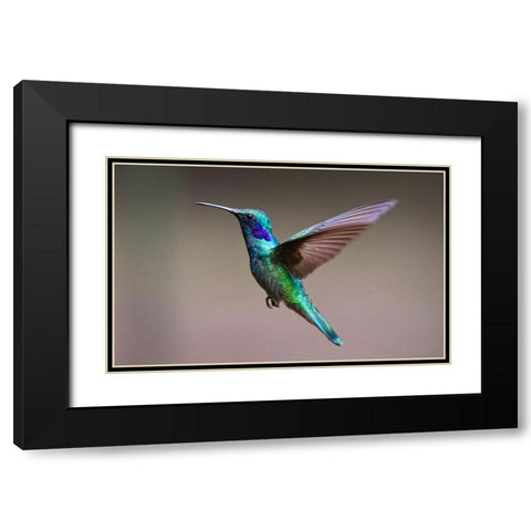 Bird 48 Black Modern Wood Framed Art Print with Double Matting by Lee, Rachel