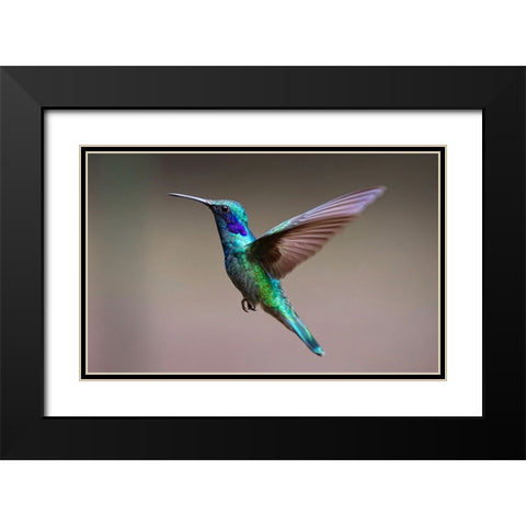 Bird 48 Black Modern Wood Framed Art Print with Double Matting by Lee, Rachel
