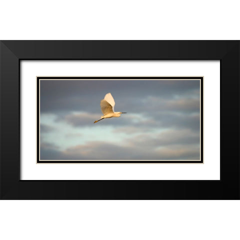 Bird 49 Black Modern Wood Framed Art Print with Double Matting by Lee, Rachel