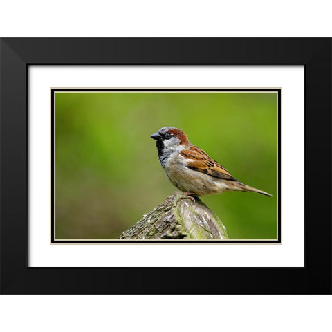Bird 5 Black Modern Wood Framed Art Print with Double Matting by Lee, Rachel