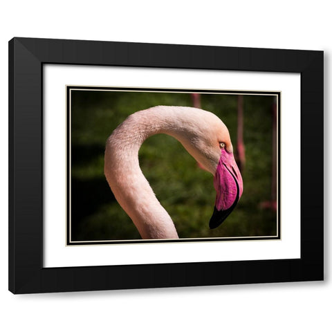 Bird 51 Black Modern Wood Framed Art Print with Double Matting by Lee, Rachel