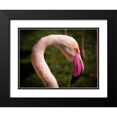 Bird 51 Black Modern Wood Framed Art Print with Double Matting by Lee, Rachel