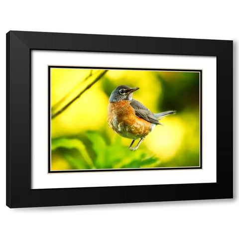 Bird 52 Black Modern Wood Framed Art Print with Double Matting by Lee, Rachel