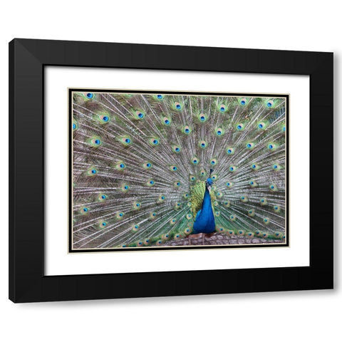 Bird 54 Black Modern Wood Framed Art Print with Double Matting by Lee, Rachel