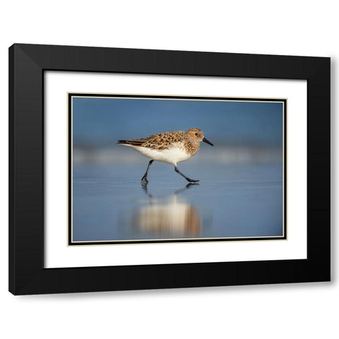 Bird 55 Black Modern Wood Framed Art Print with Double Matting by Lee, Rachel
