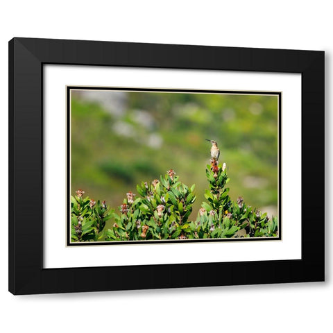 Bird 58 Black Modern Wood Framed Art Print with Double Matting by Lee, Rachel