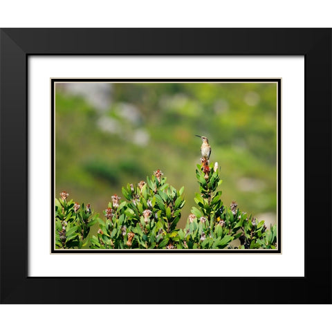 Bird 58 Black Modern Wood Framed Art Print with Double Matting by Lee, Rachel