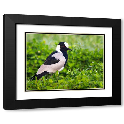 Bird 59 Black Modern Wood Framed Art Print with Double Matting by Lee, Rachel