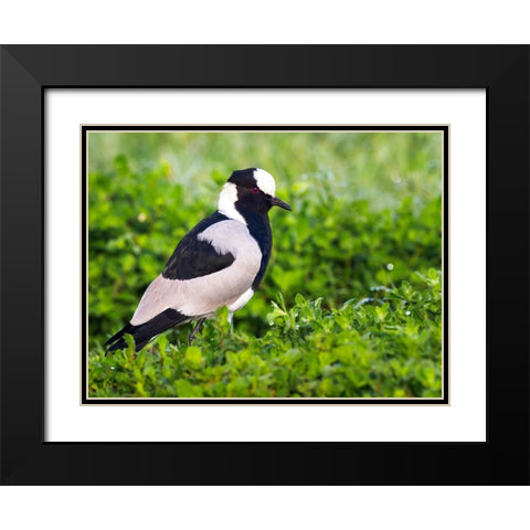 Bird 59 Black Modern Wood Framed Art Print with Double Matting by Lee, Rachel