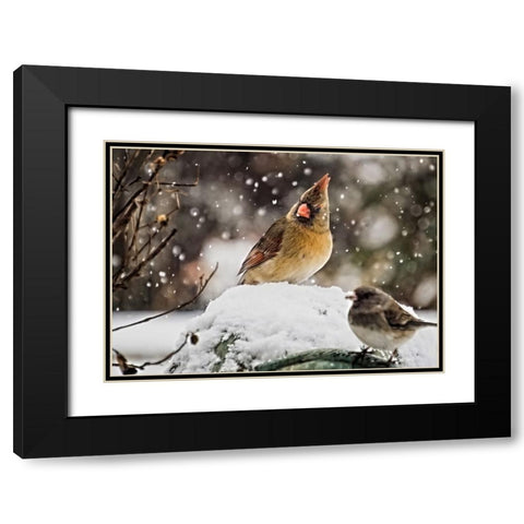 Bird 64 Black Modern Wood Framed Art Print with Double Matting by Lee, Rachel