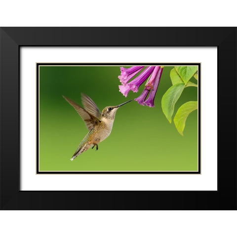 Bird 7 Black Modern Wood Framed Art Print with Double Matting by Lee, Rachel