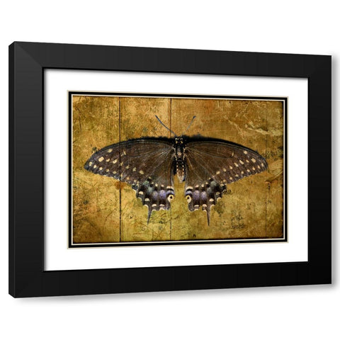 Butterfly 2 Black Modern Wood Framed Art Print with Double Matting by Lee, Rachel