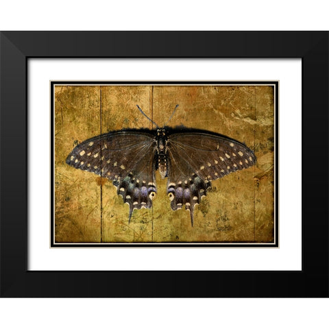 Butterfly 2 Black Modern Wood Framed Art Print with Double Matting by Lee, Rachel