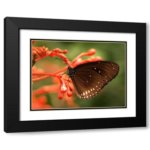 Butterfly 4 Black Modern Wood Framed Art Print with Double Matting by Lee, Rachel