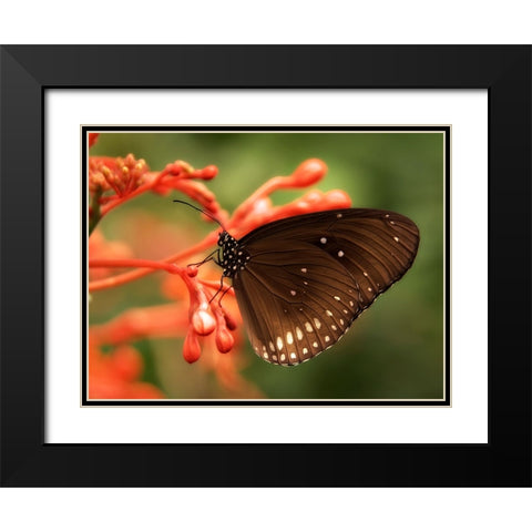 Butterfly 4 Black Modern Wood Framed Art Print with Double Matting by Lee, Rachel