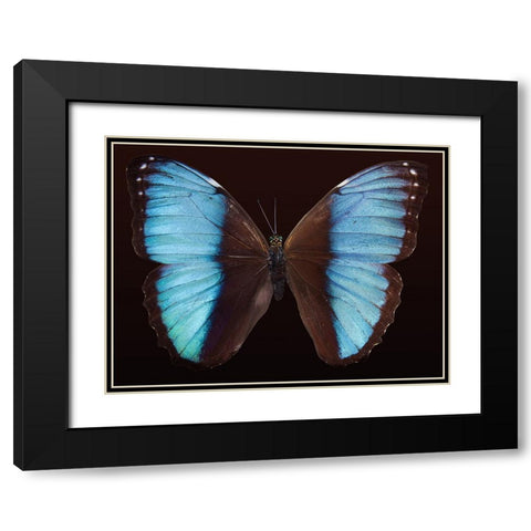 Butterfly 5 Black Modern Wood Framed Art Print with Double Matting by Lee, Rachel