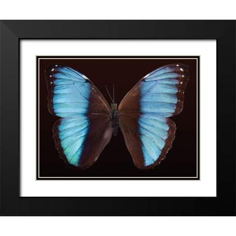 Butterfly 5 Black Modern Wood Framed Art Print with Double Matting by Lee, Rachel