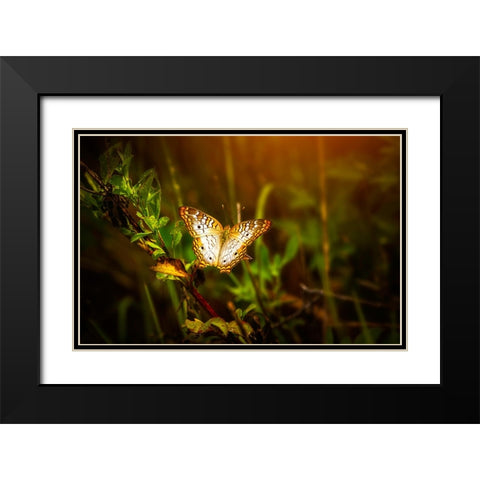 Butterfly 7 Black Modern Wood Framed Art Print with Double Matting by Lee, Rachel