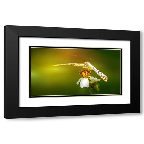 Butterfly 9 Black Modern Wood Framed Art Print with Double Matting by Lee, Rachel