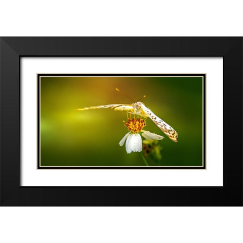 Butterfly 9 Black Modern Wood Framed Art Print with Double Matting by Lee, Rachel