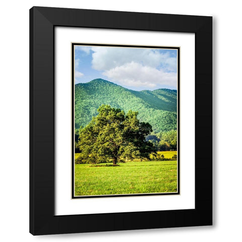 Cades Cove Tree Black Modern Wood Framed Art Print with Double Matting by Lee, Rachel