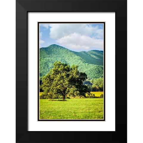 Cades Cove Tree Black Modern Wood Framed Art Print with Double Matting by Lee, Rachel