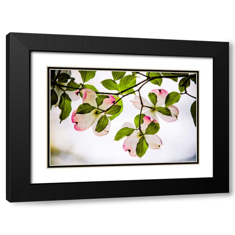 Dogwood Horizontal Black Modern Wood Framed Art Print with Double Matting by Lee, Rachel