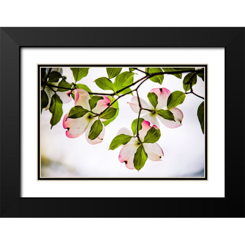 Dogwood Horizontal Black Modern Wood Framed Art Print with Double Matting by Lee, Rachel
