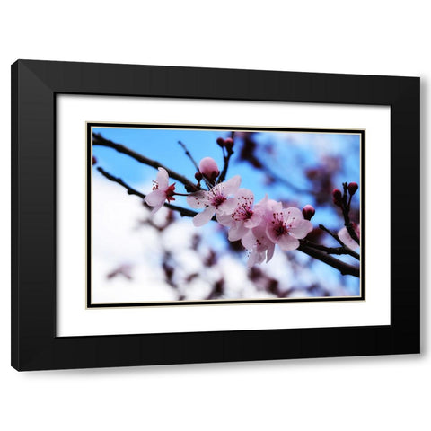 Dogwood Spring Black Modern Wood Framed Art Print with Double Matting by Lee, Rachel