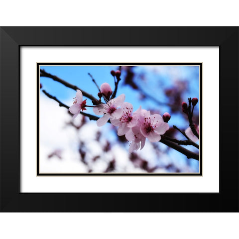 Dogwood Spring Black Modern Wood Framed Art Print with Double Matting by Lee, Rachel