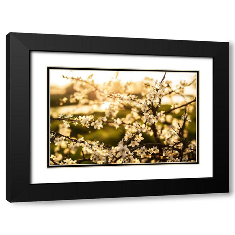 Dogwood Summer Black Modern Wood Framed Art Print with Double Matting by Lee, Rachel