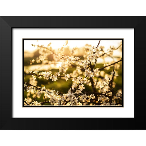 Dogwood Summer Black Modern Wood Framed Art Print with Double Matting by Lee, Rachel