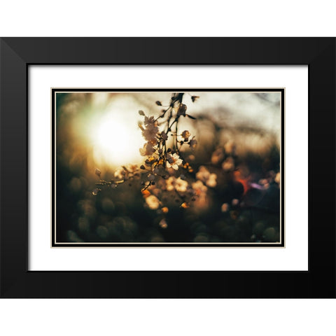 Dogwood Sunset Black Modern Wood Framed Art Print with Double Matting by Lee, Rachel