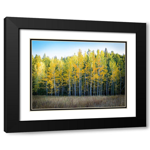 Fall Trees 10 Black Modern Wood Framed Art Print with Double Matting by Lee, Rachel