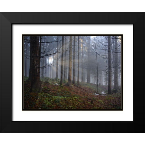Fall Trees 14 Black Modern Wood Framed Art Print with Double Matting by Lee, Rachel