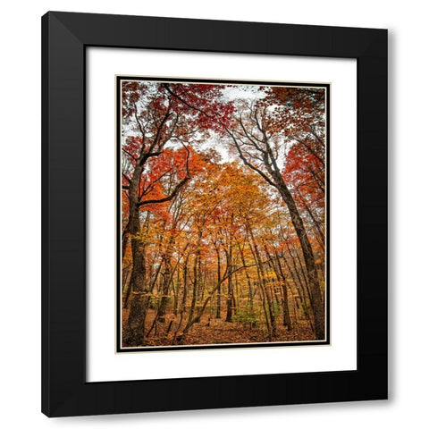 Fall Trees 17 Black Modern Wood Framed Art Print with Double Matting by Lee, Rachel