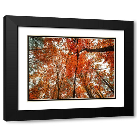 Fall Trees 18 Black Modern Wood Framed Art Print with Double Matting by Lee, Rachel