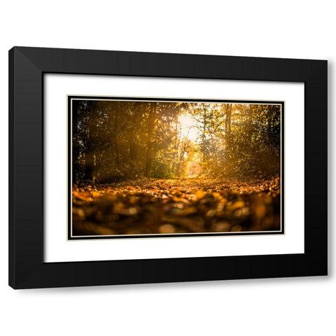 Fall Trees 5 Black Modern Wood Framed Art Print with Double Matting by Lee, Rachel