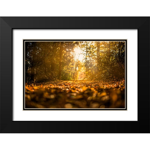 Fall Trees 5 Black Modern Wood Framed Art Print with Double Matting by Lee, Rachel