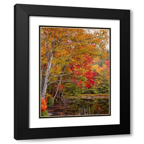 Fall Trees 7 Black Modern Wood Framed Art Print with Double Matting by Lee, Rachel