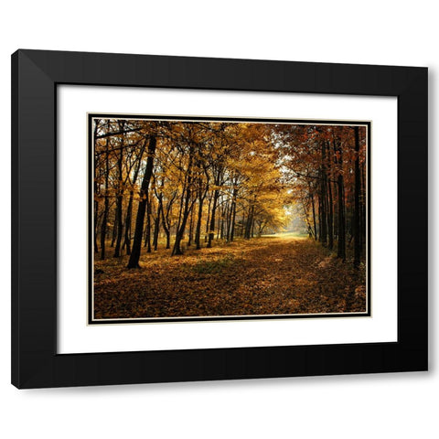 Fall Trees 9 Black Modern Wood Framed Art Print with Double Matting by Lee, Rachel