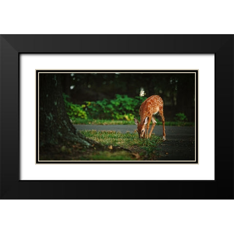 Fawn Black Modern Wood Framed Art Print with Double Matting by Lee, Rachel